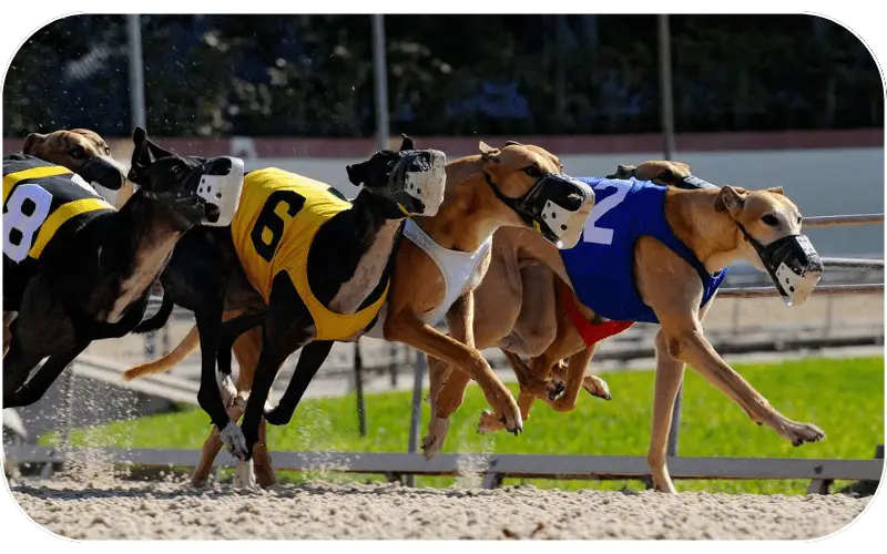 Greyhounds sprinting around a racing track